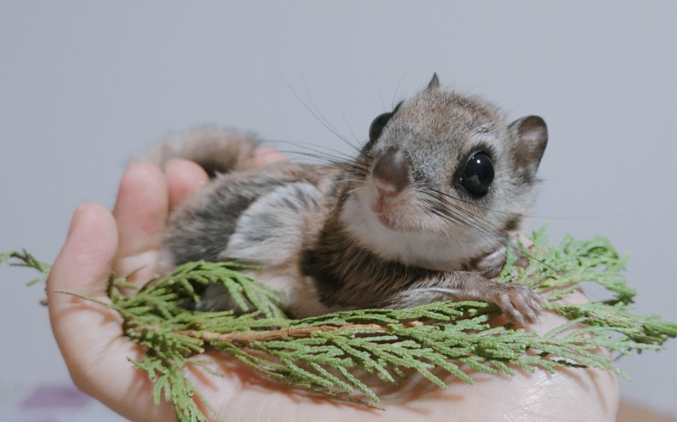 【大眼飞鼠】超乖小飞鼠在线发呆,一动不动的,up可能拿了一个假飞鼠