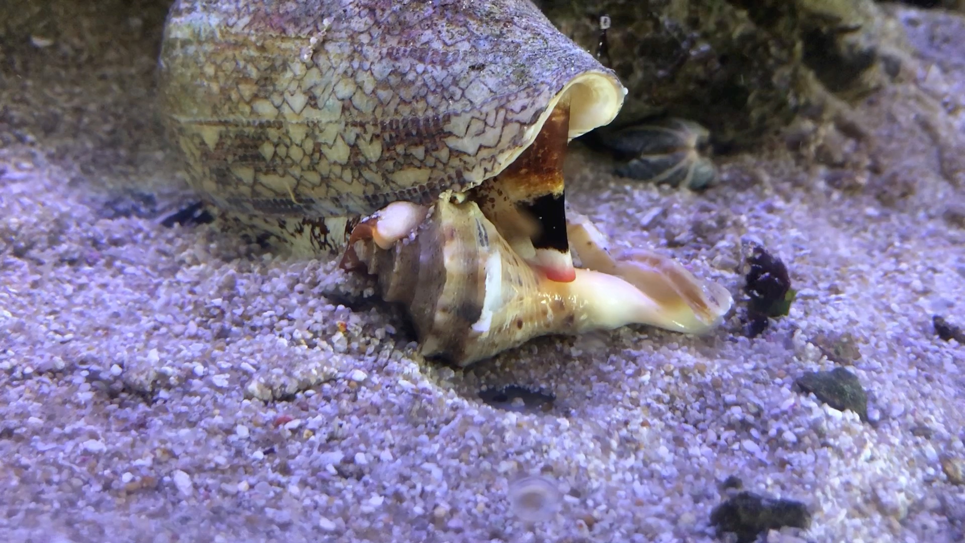 织锦芋螺的进食