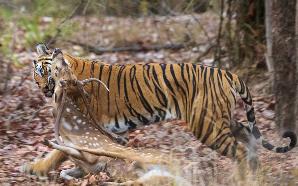 【班达迦】:t42—索罗的虎崽抚养计划.19.5.26_哔哩哔哩_bilibili