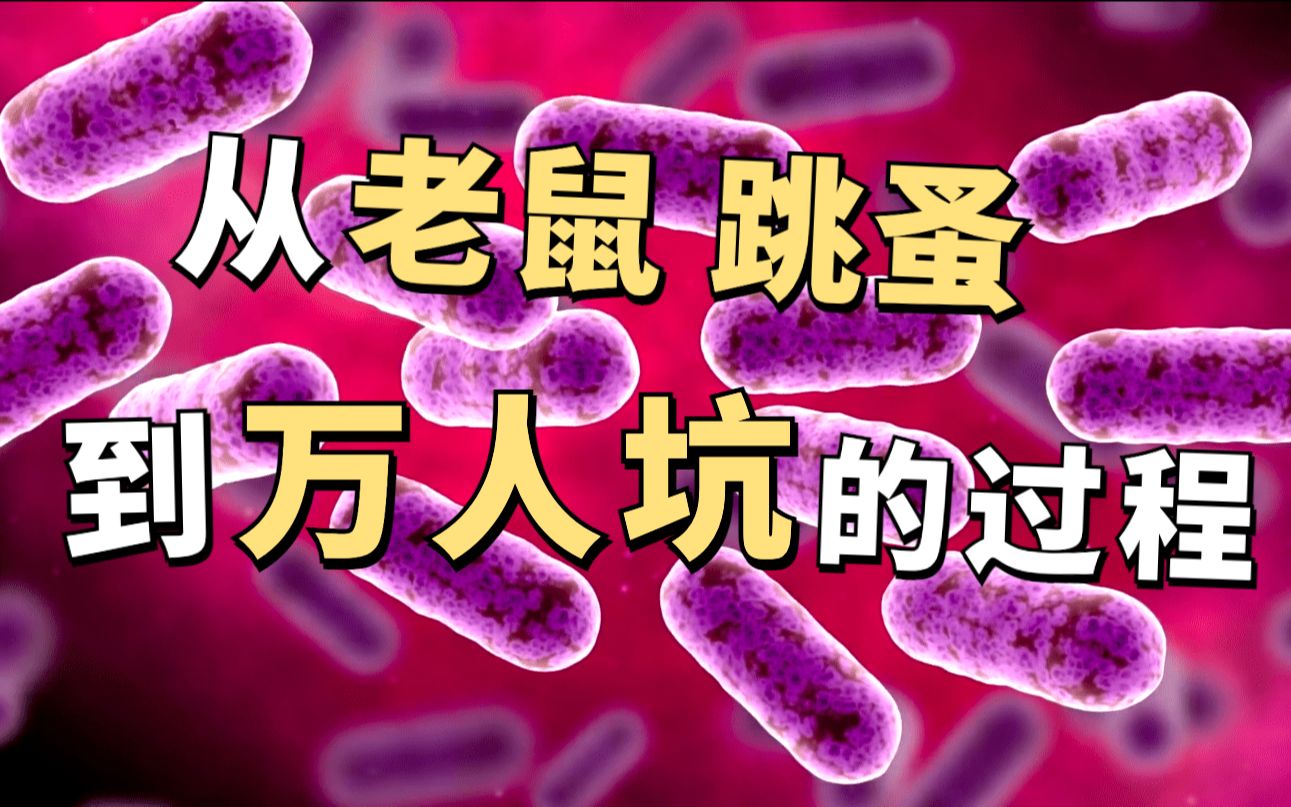 [图]【鼠疫】黑死病如何摧毁一座城镇 直观了解鼠疫发病过程