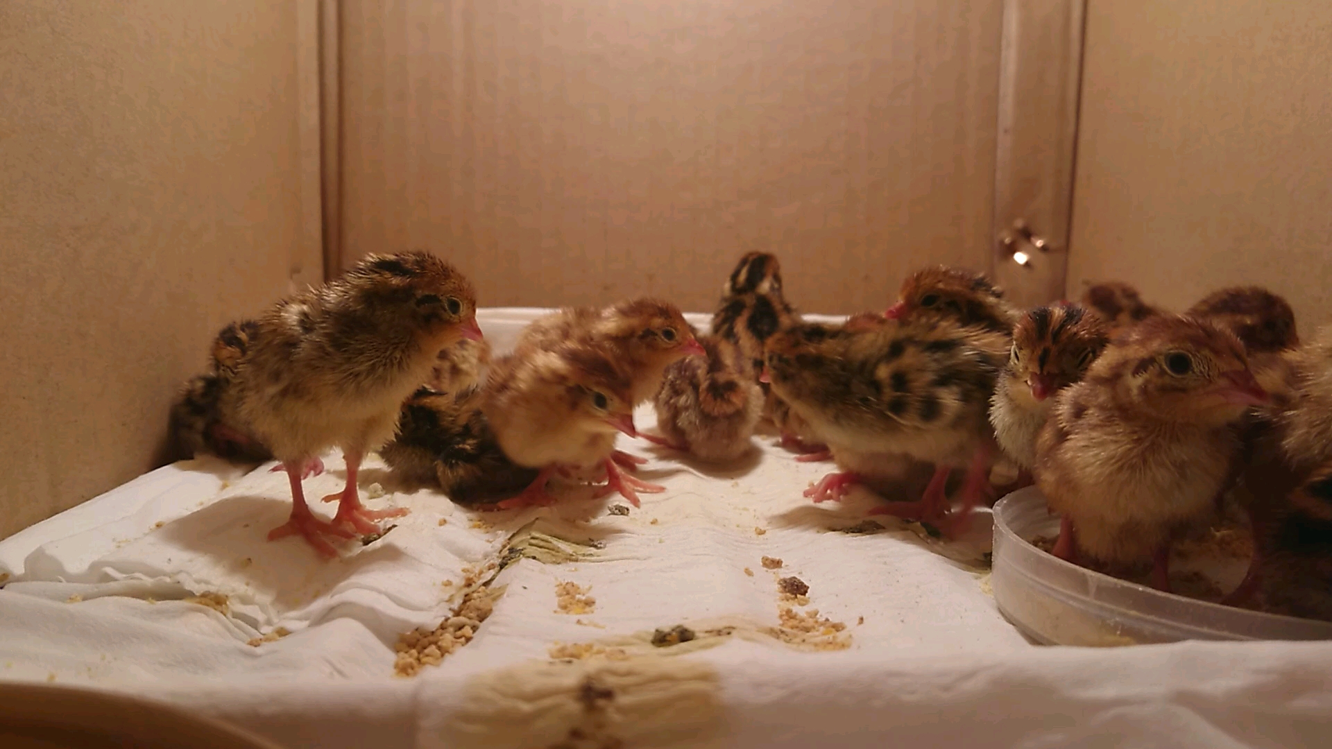 鹌鹑出壳后的第一天