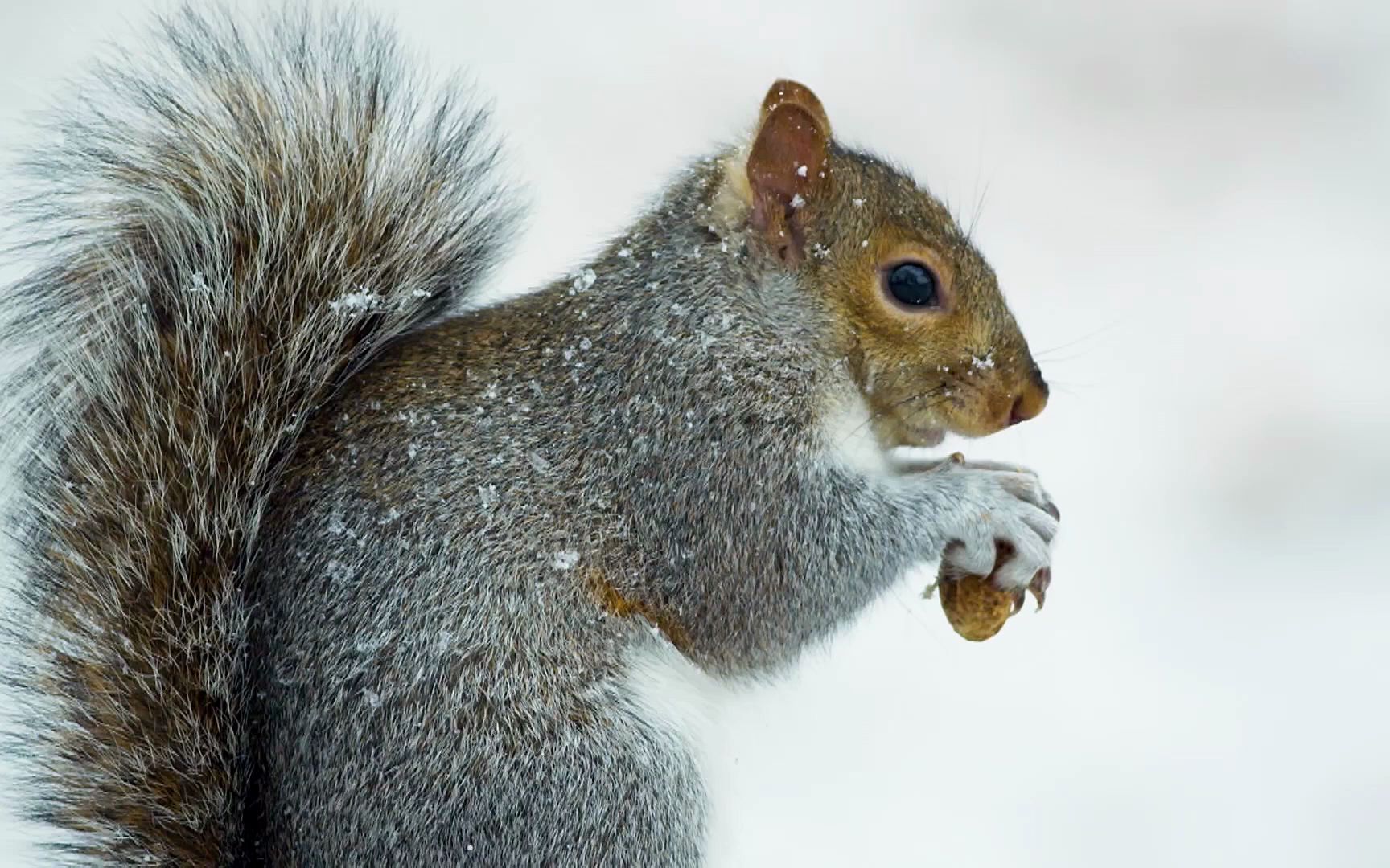 动物中有很多充满了智慧摄像头纪录下动物真实的世界