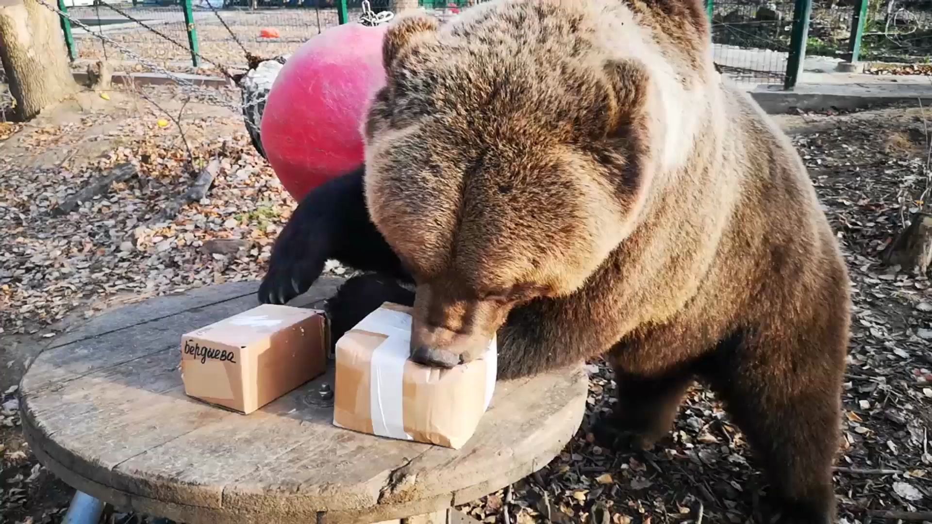 收到一份神秘礼物,大熊苏尔开心拆快递