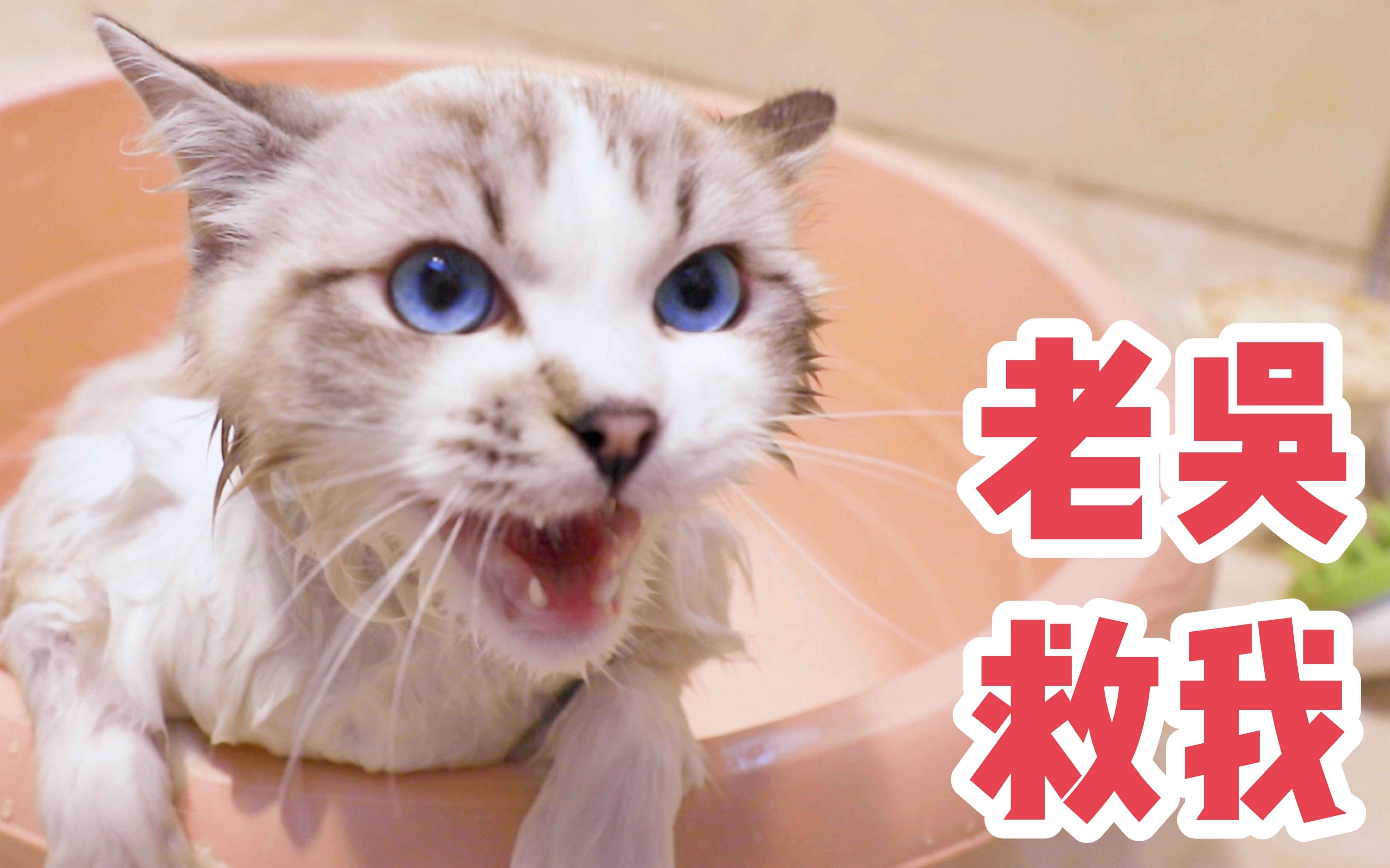 布偶猫洗完澡又被塞进烤箱以为自己要被吃掉急的差点喊老吴