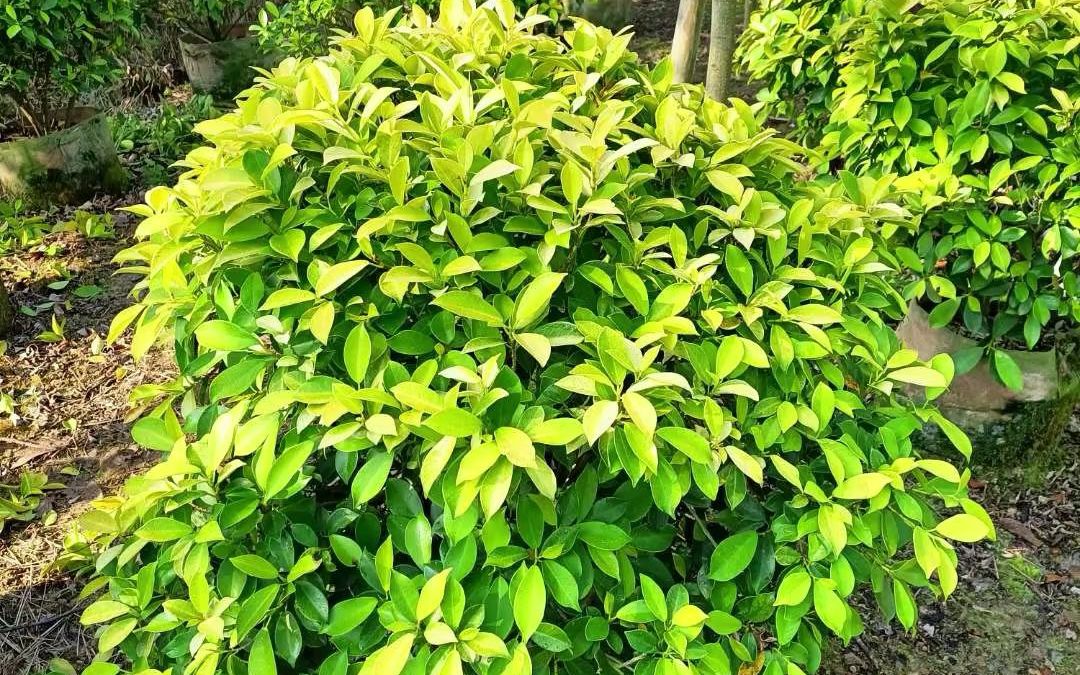 佛山高明雅帆苗木黄榕球基地批发地被灌木#工程苗木#头条三农_哔哩