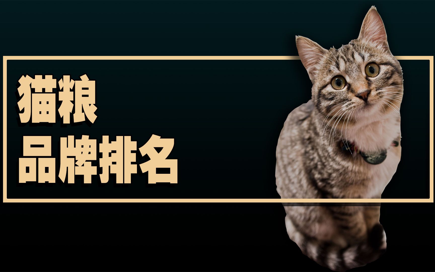 2021猫粮品牌排名TOP 30哔哩哔哩bilibili