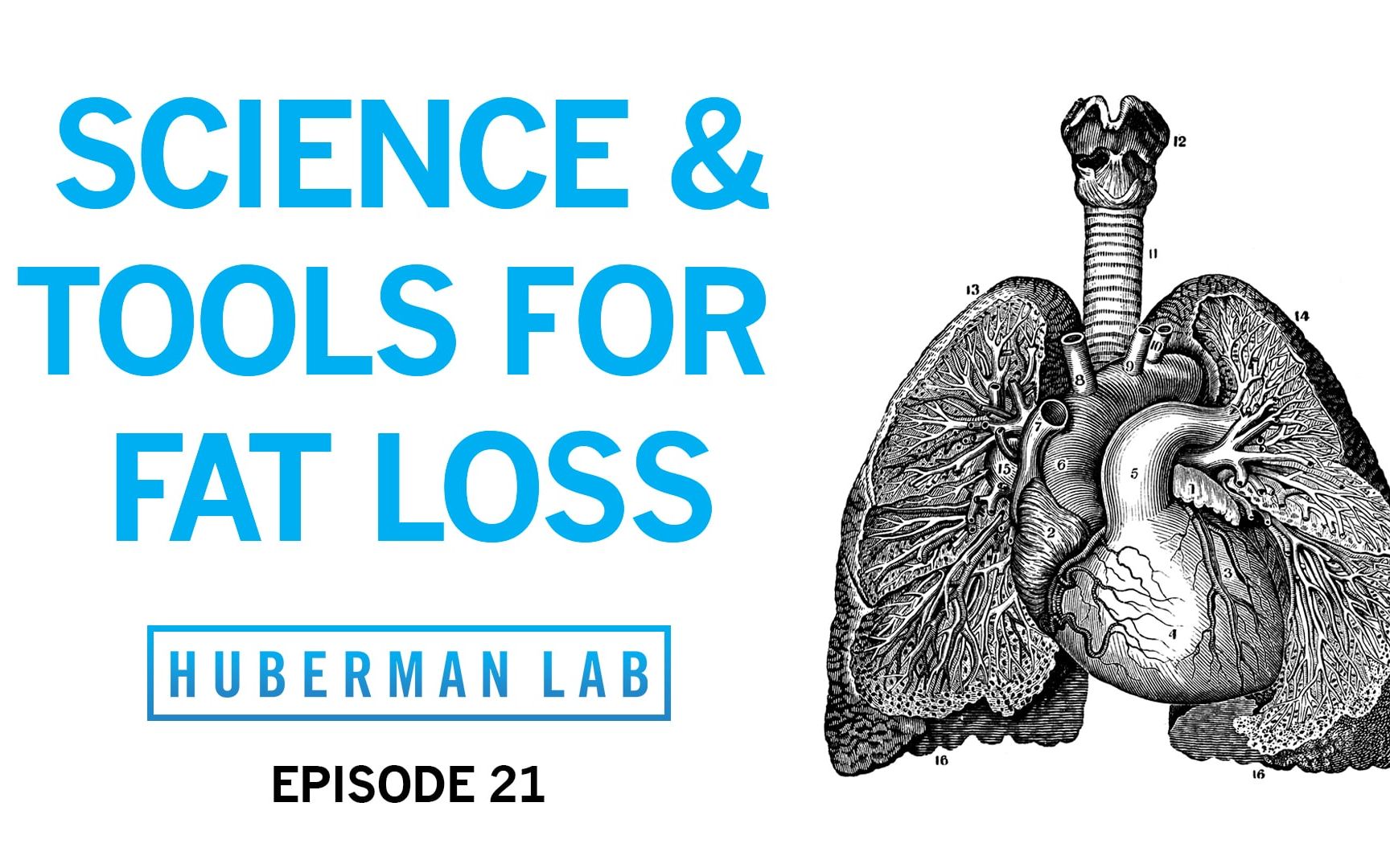 如何减脂【Huberman Lab Ep.21】 哔哩哔哩