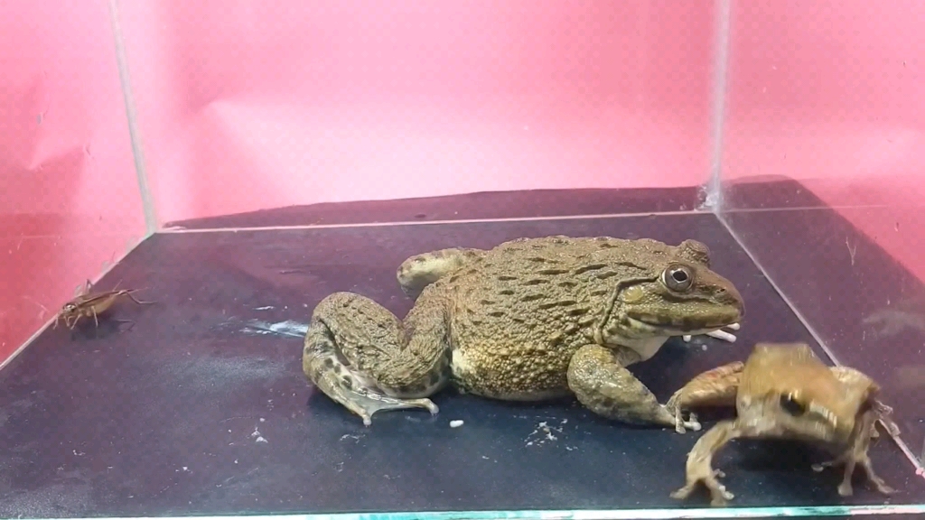 牛蛙狂吃青蛙,这货干饭真凶残!