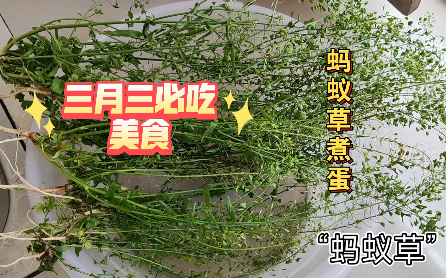 活動作品春天特色美食螞蟻草煮蛋春筍