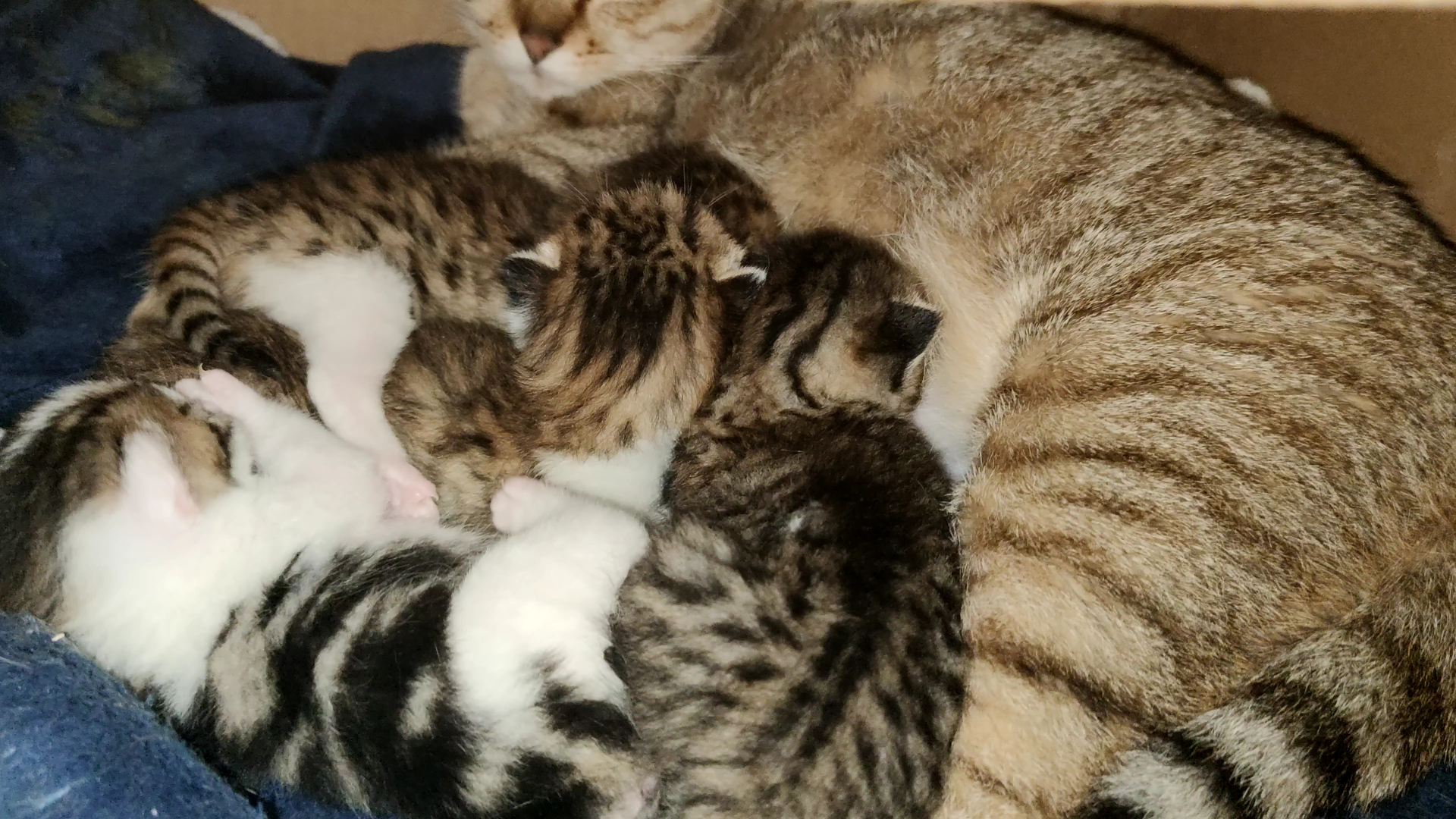 猫生崽的第十二天