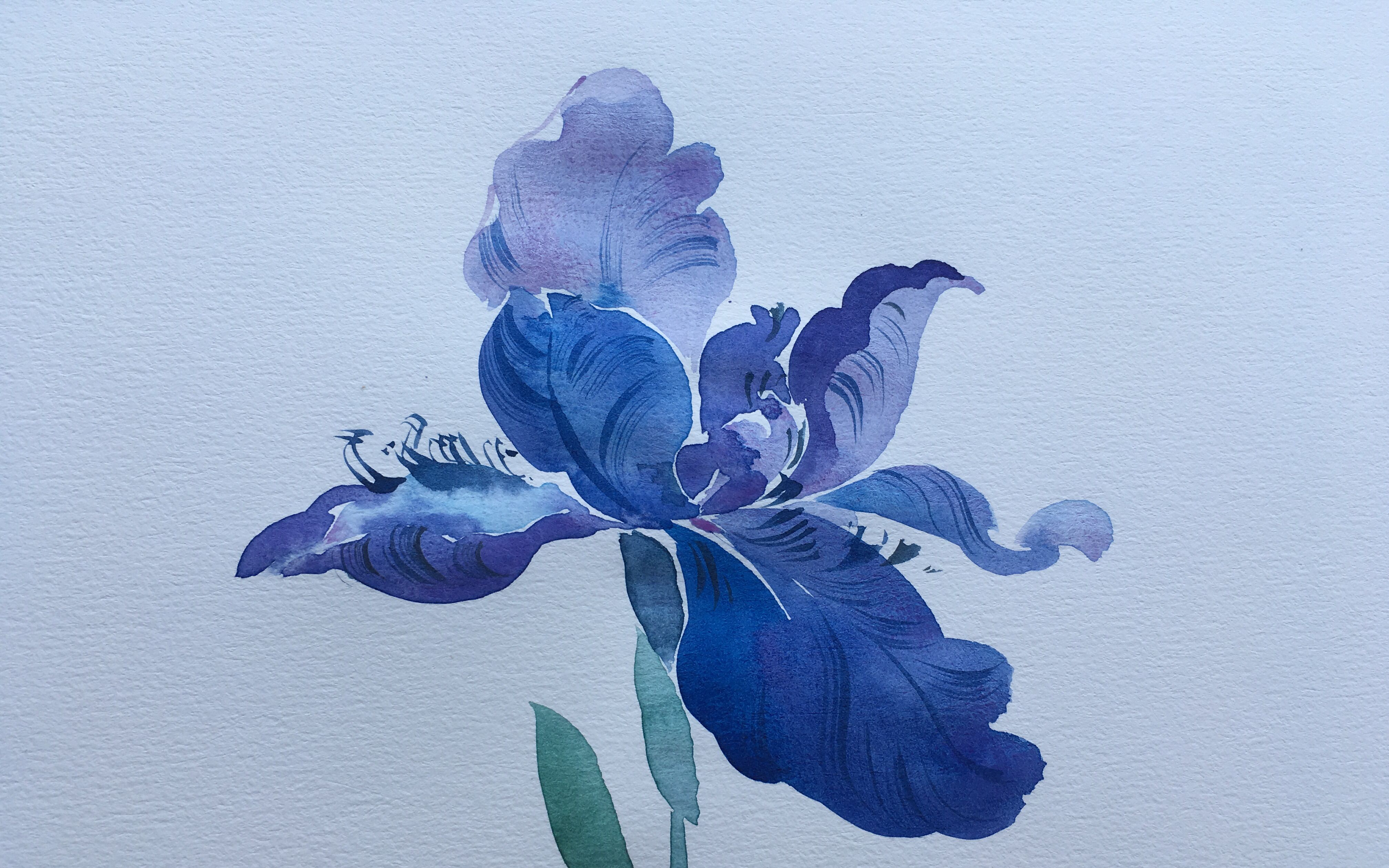 鸢尾花_绘画_生活_bilibili_哔哩哔哩弹幕视频网