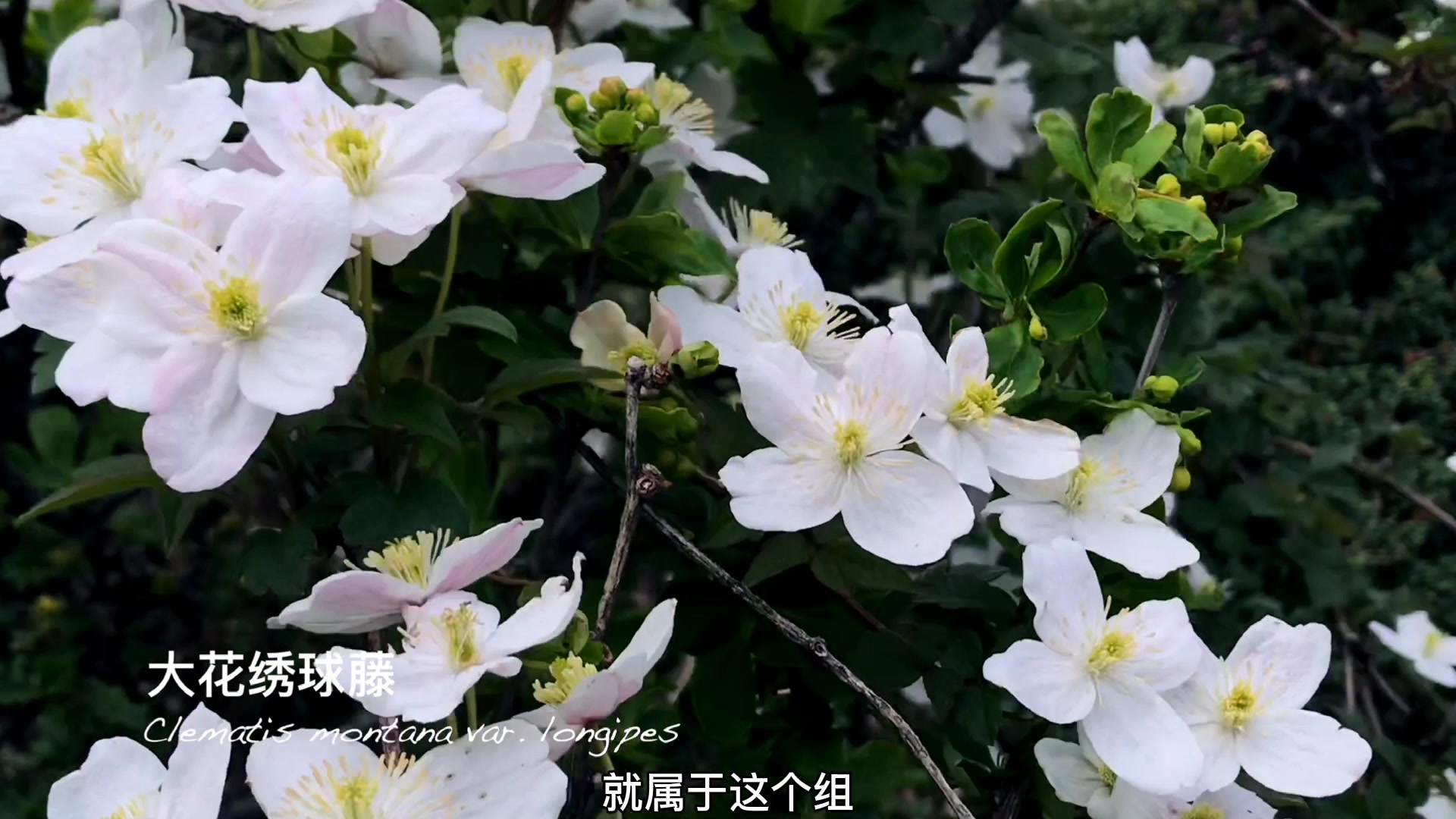 寻找高山植物——大花绣球藤