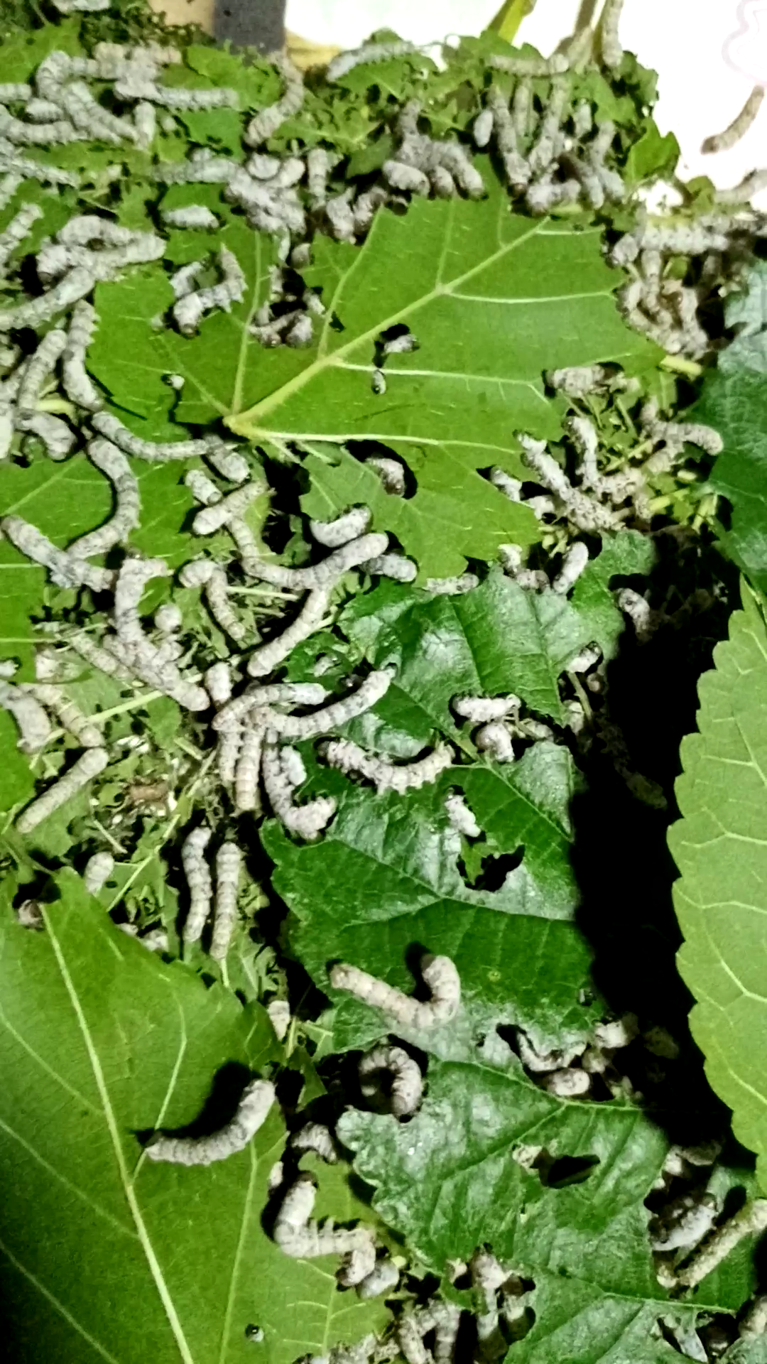 活动  蚕吃桑叶05