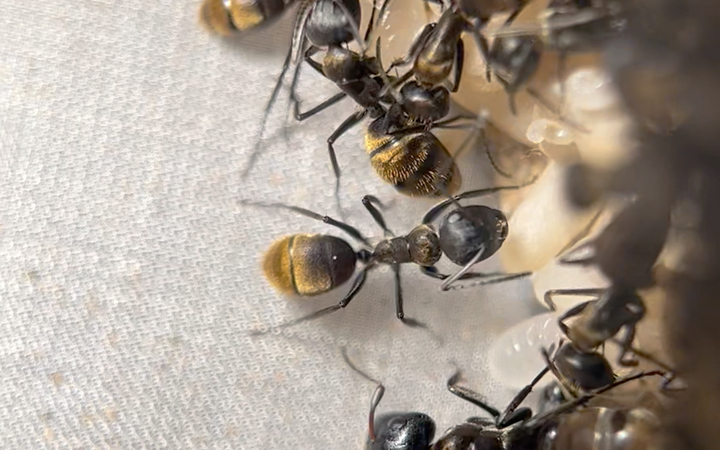 某种拟态平头的有趣弓背蚁