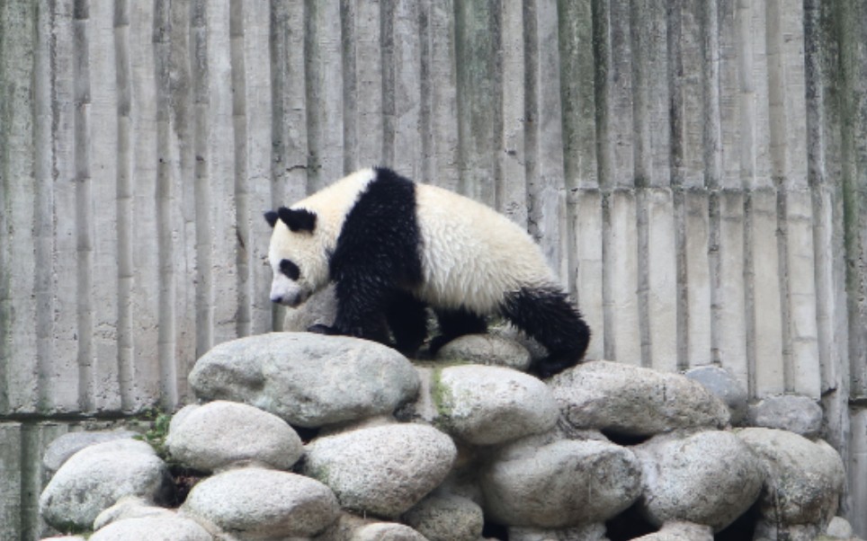 看熊猫儿洗澡澡打架架(存档