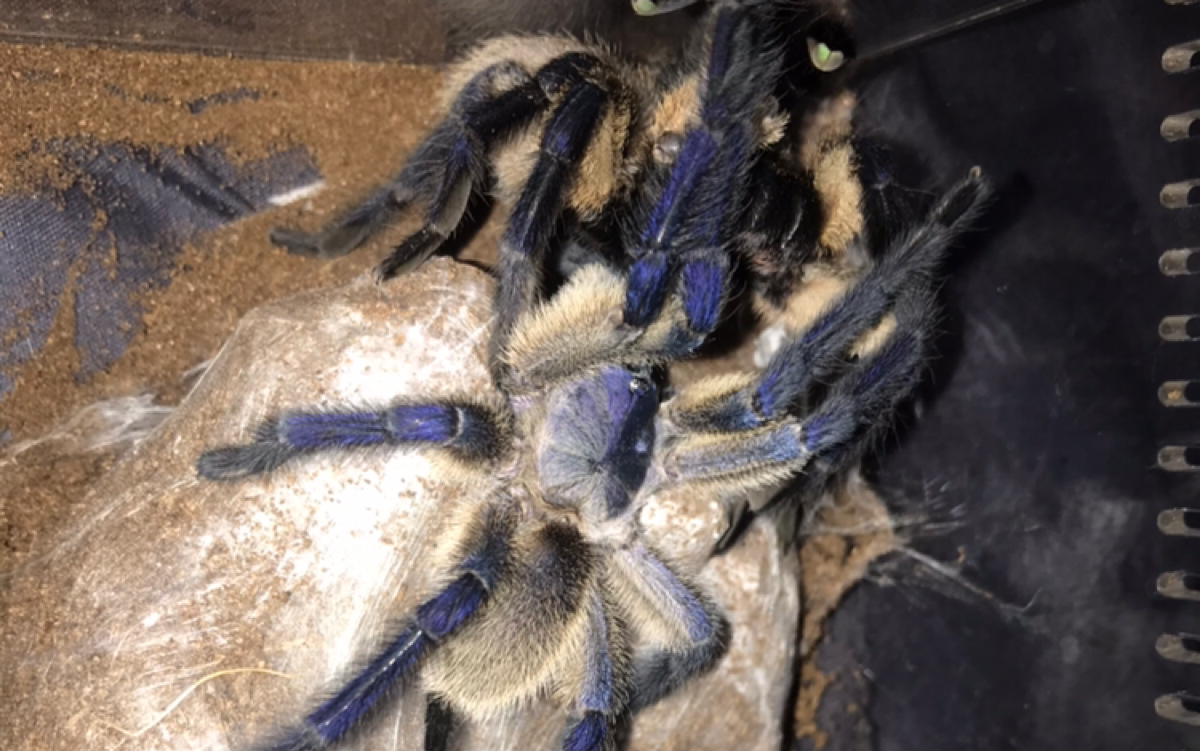 索科特拉梦幻蓝巴布繁殖