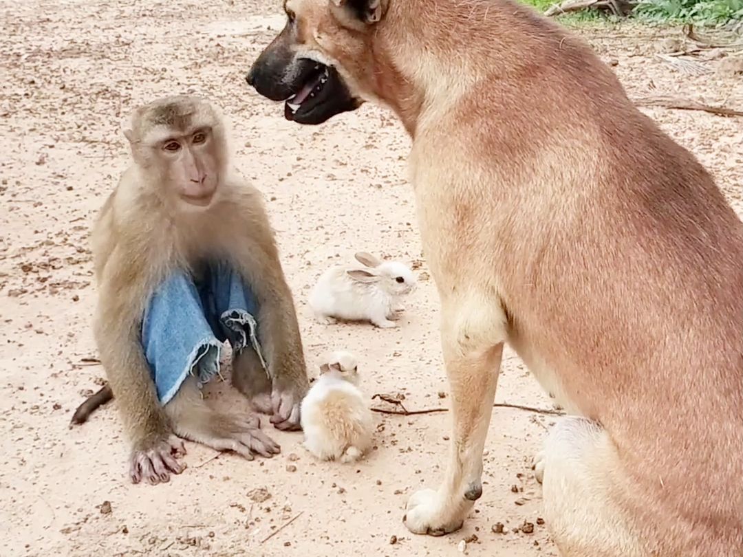 猴子与狗子玩过家家,画面太搞笑了