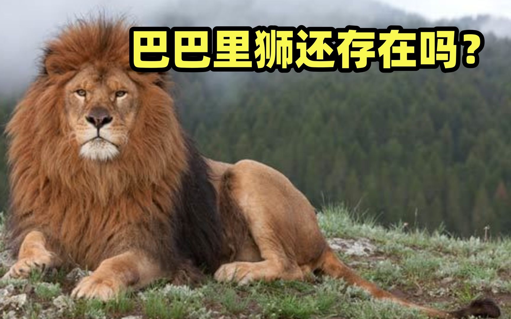 巴巴里狮子秒杀东北虎图片