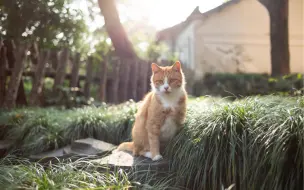 Tải video: 镜头里的佛门｜寺庙里的猫