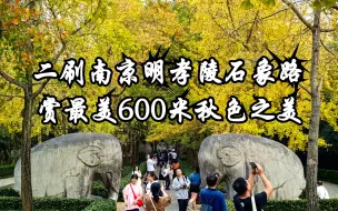 Download Video: 11月5日二刷南京明孝陵石象路，全景呈现最美600米秋色之美，给您沉浸式体验