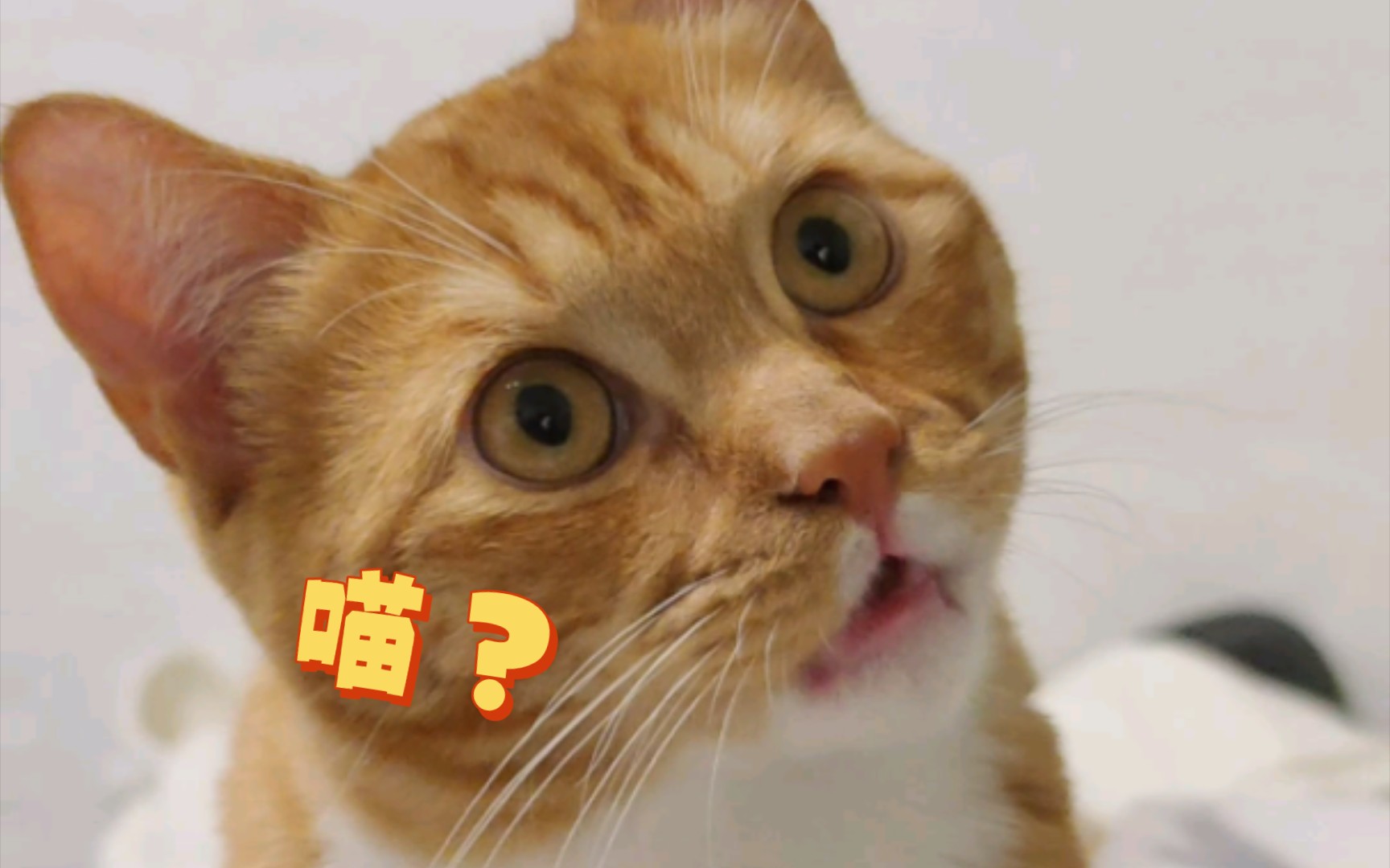 清澈的愚蠢