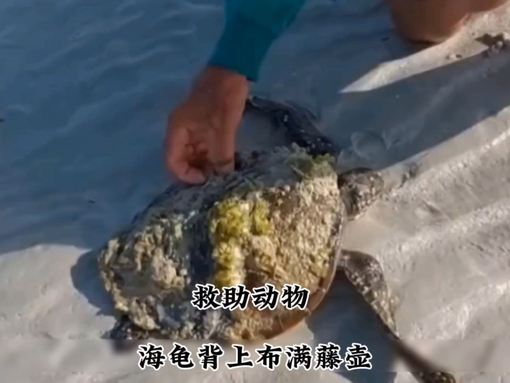 救助动物海龟背上布满藤壶