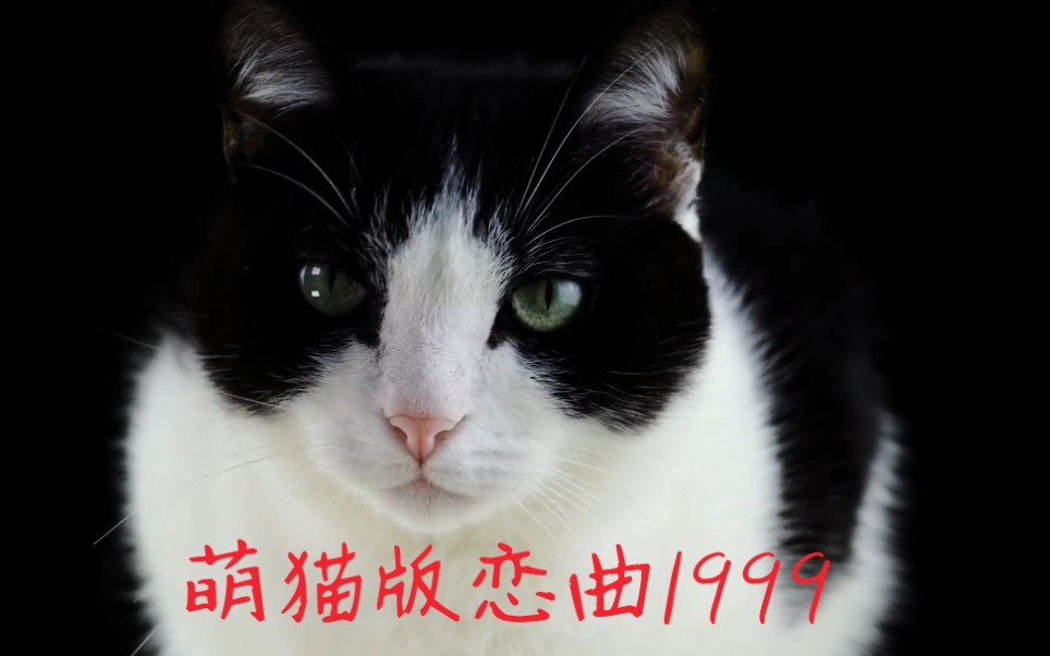 [图]猫咪版MV恋曲1999来了，一起来听听吧！