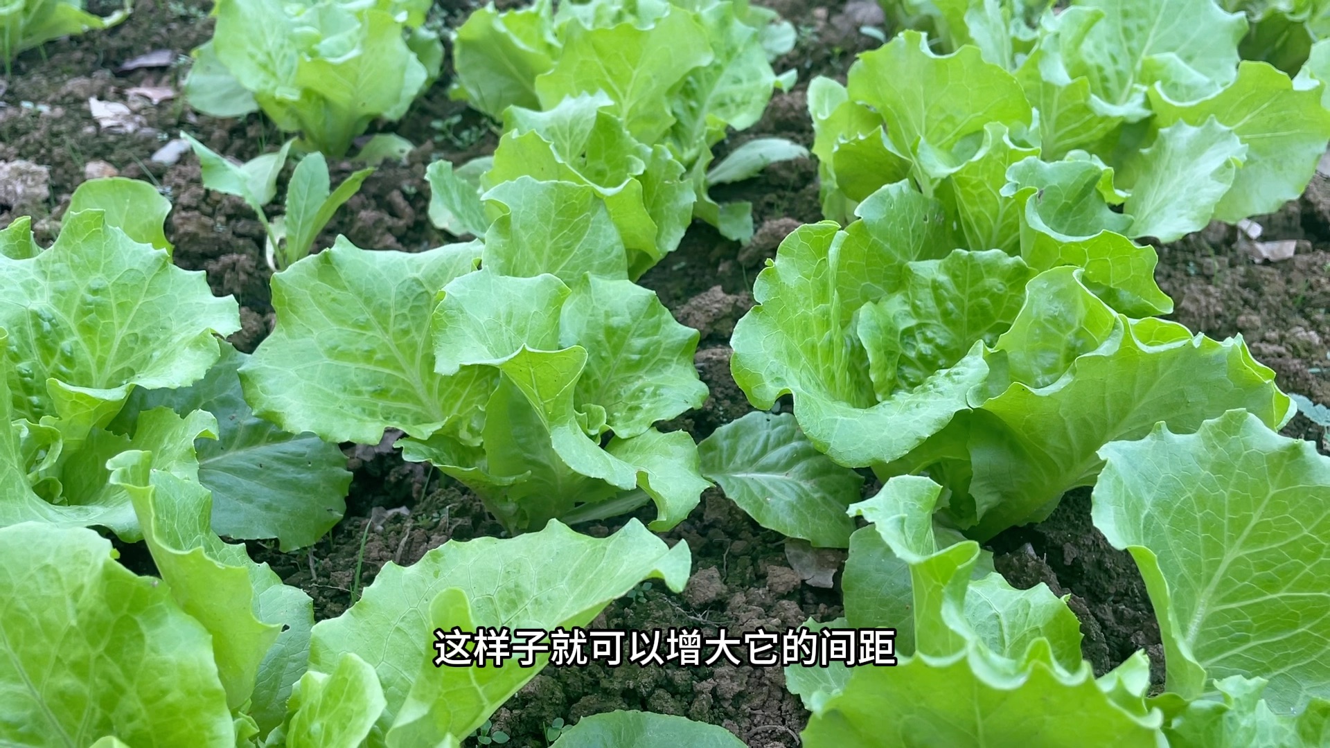 適合種菜新手種植的生菜,管理簡單無蟲害,移栽1個月就可以採收