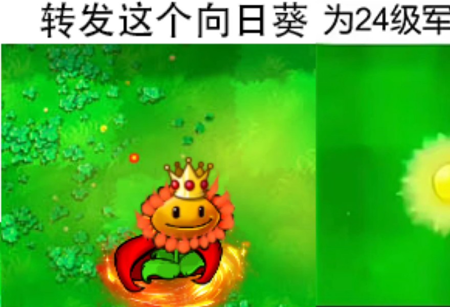 转发这个向日葵,为24级军训收集阳光