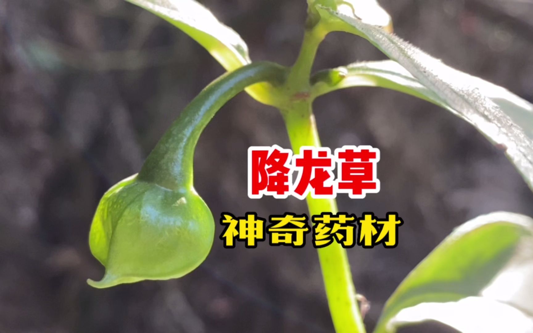 降龙草的功效(降龙草功效大揭秘,助你健康美丽)