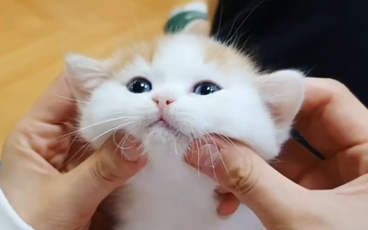 捏小奶猫的脸颊简直就是犯罪啊