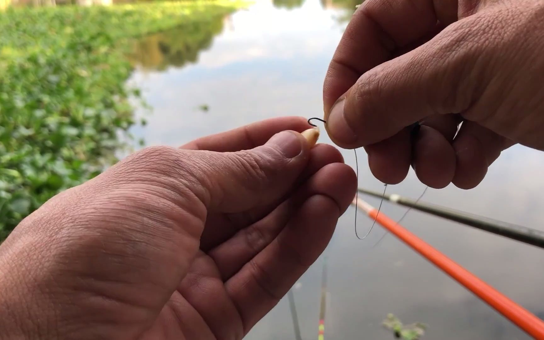 玉米钓鱼技巧,从挂钩到上鱼一气呵成!