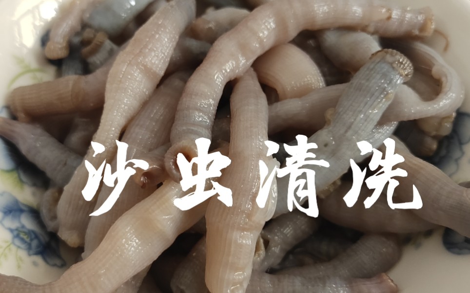 沙虫清洗 赶海收货 渔民生活 美食 海鲜_哔哩哔哩 (゜-゜)つロ 干杯