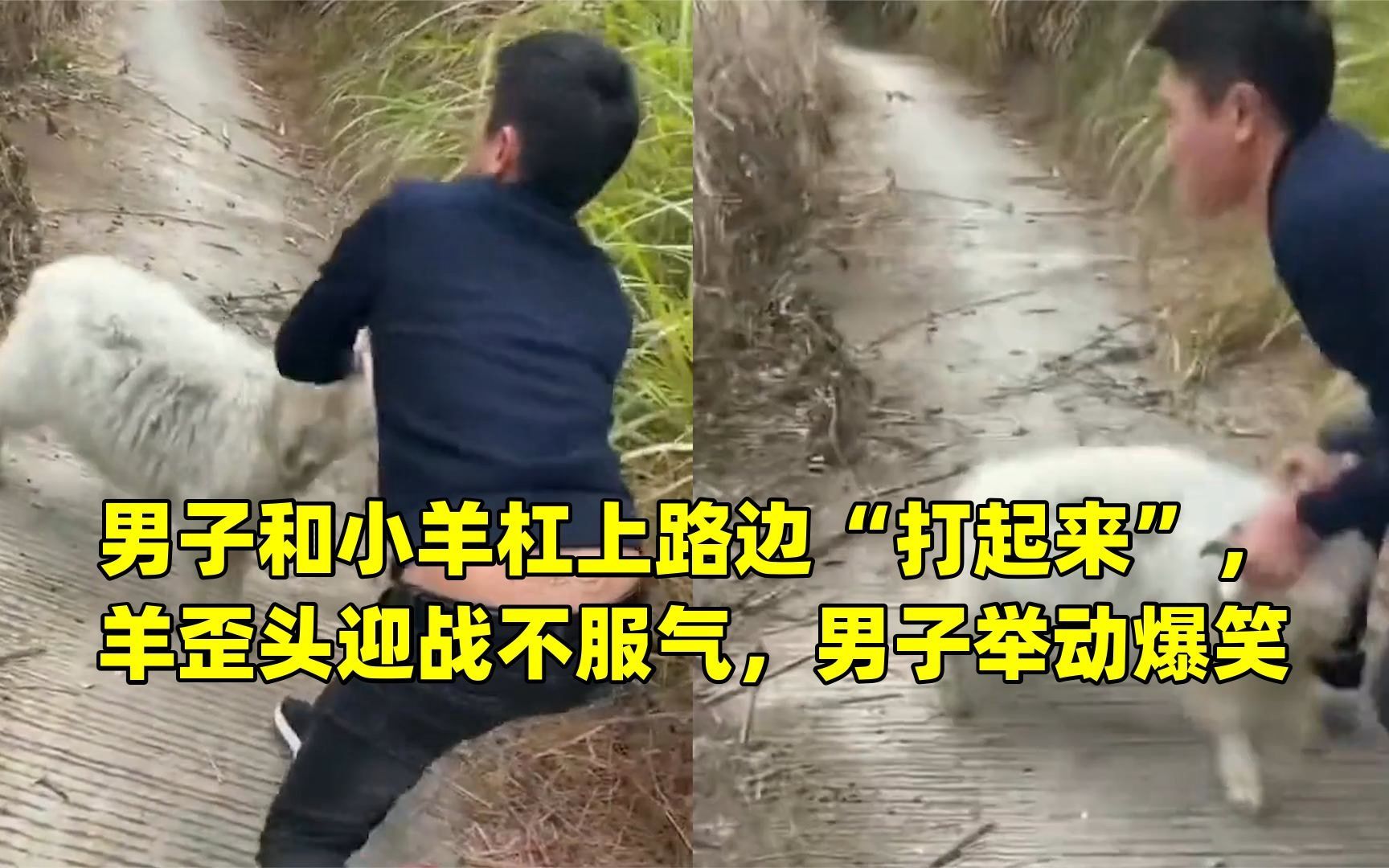 男子和小羊杠上路边"打起来",羊歪头迎战不服气,男子