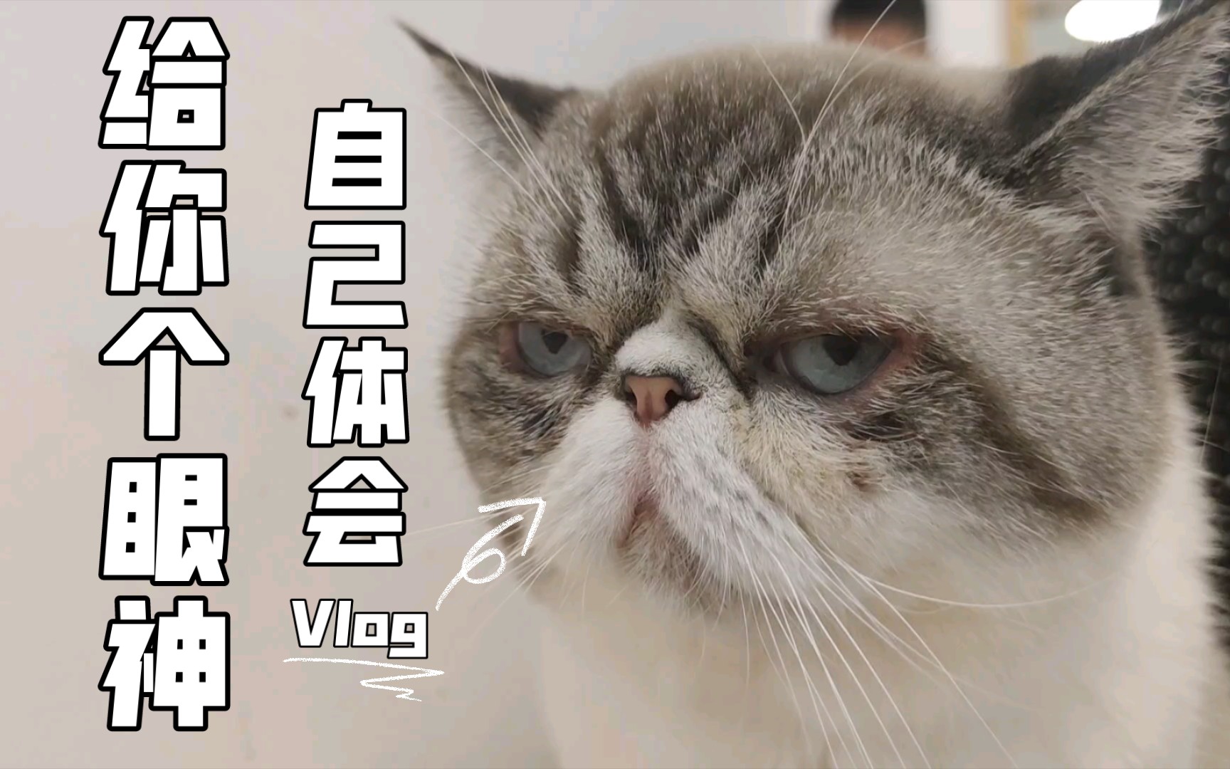 我只想静静地撸一次猫