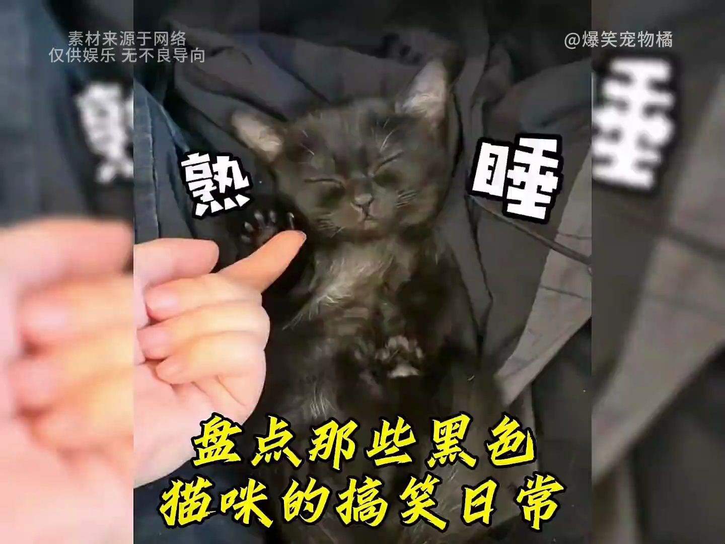 盘点那些黑色猫咪的搞笑日常