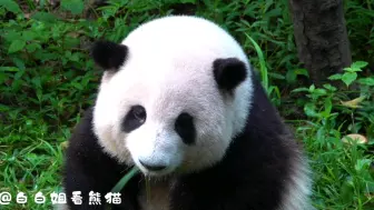 下载视频: 花花吃小苹果和青草！哈哈！迪迪一屁股坐下来贴贴！