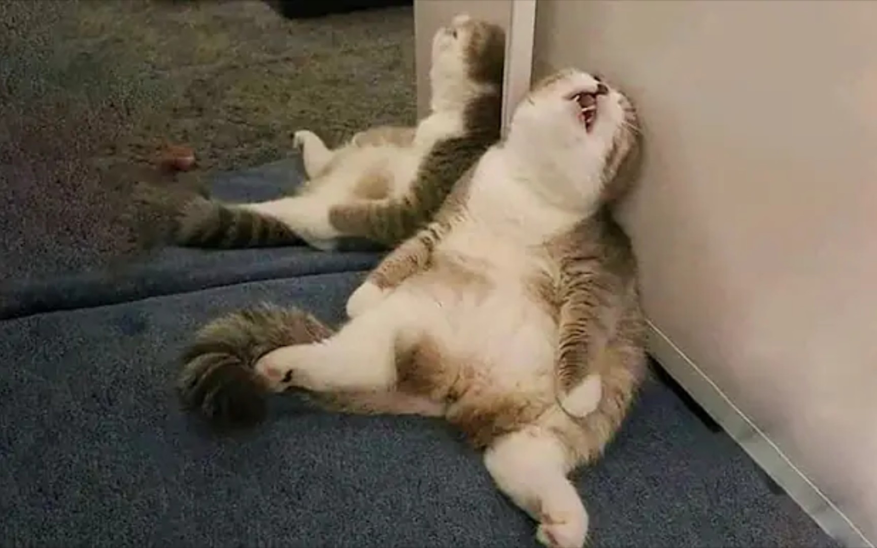 【爆笑萌宠】最有趣的猫-憋住不要笑!