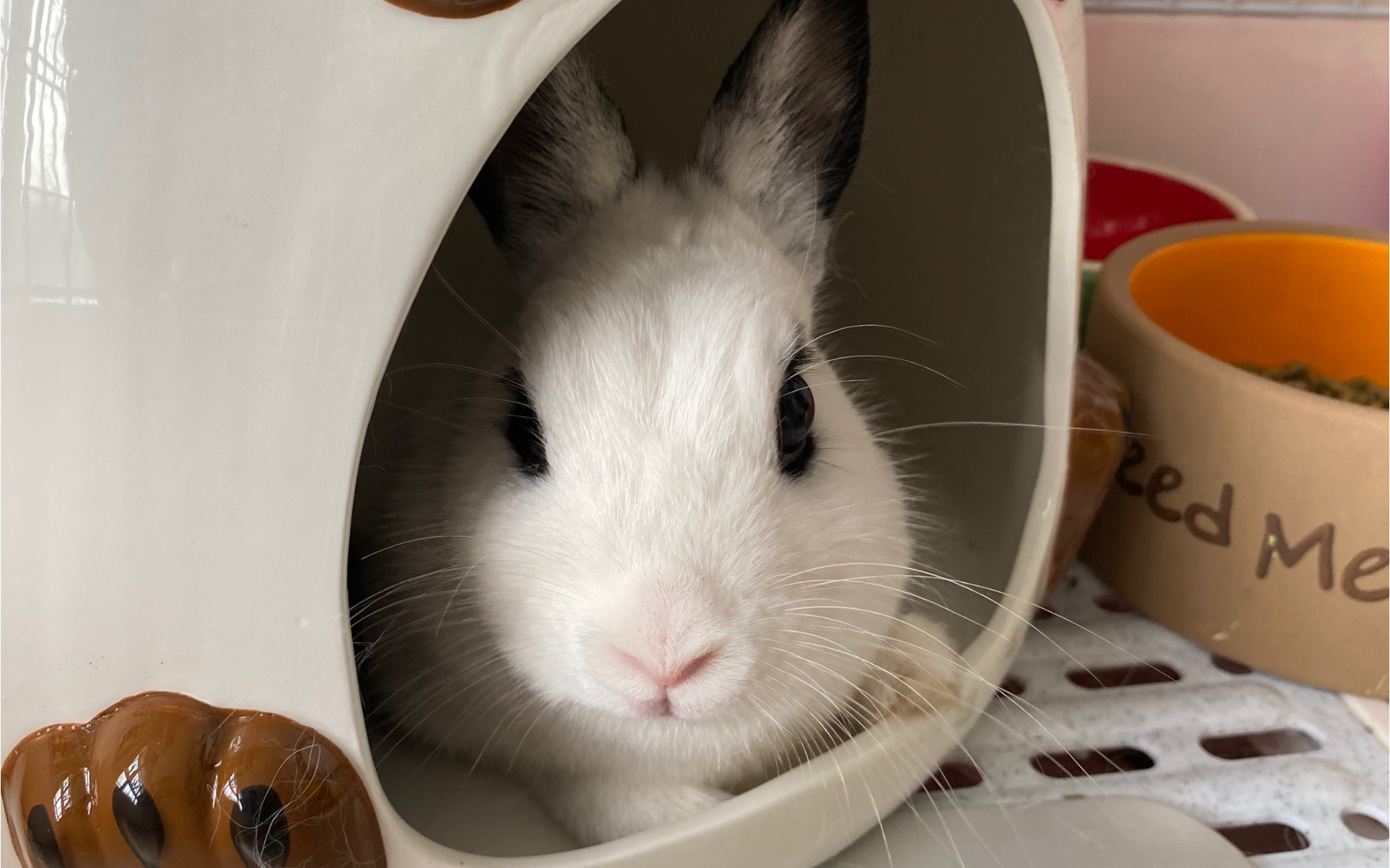 【侏儒兔】致力于越狱的兔兔