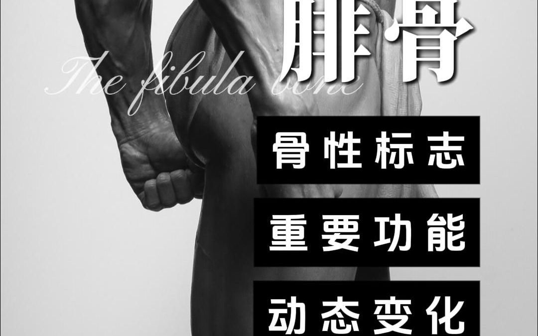 找找你的腓骨在哪里?哔哩哔哩bilibili