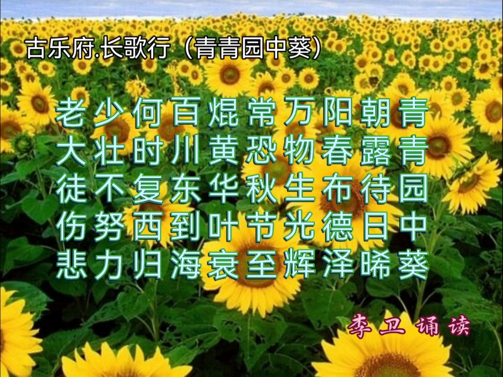 古诗诵读:汉乐府.长歌行(青青园中葵)