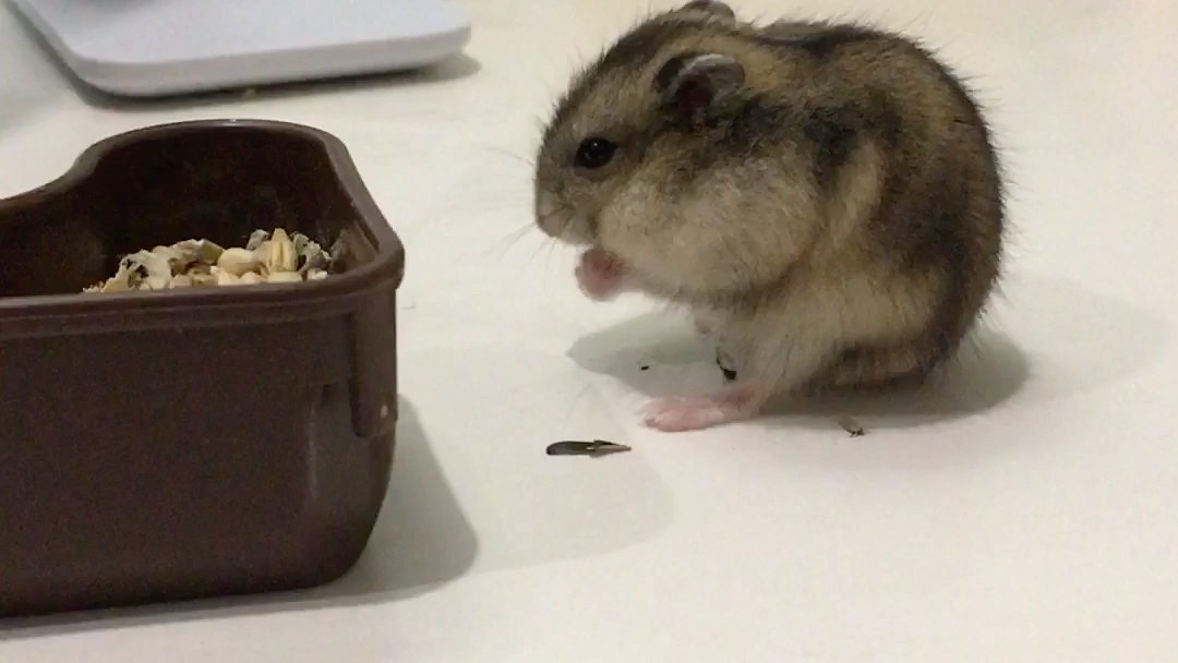 鼠宝要健健康康