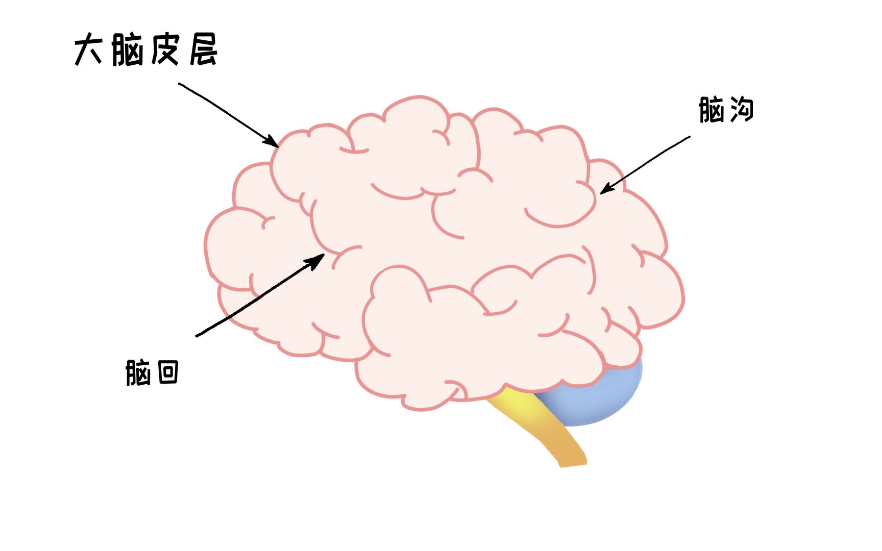 [图]脑科学系列短视频：大脑皮层