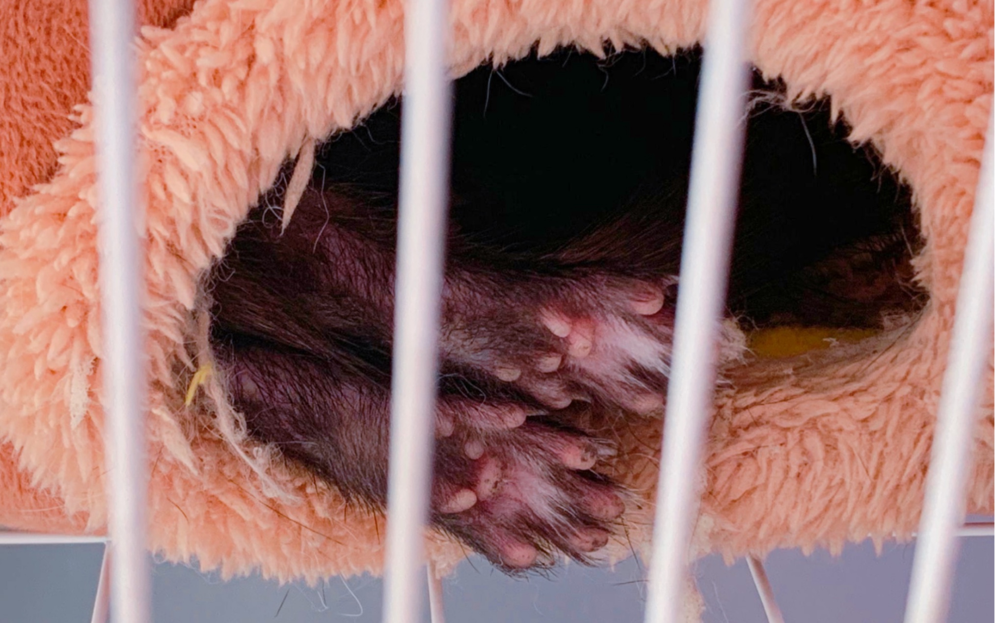 雪貂美爪_哔哩哔哩 (゜-゜)つロ 干杯~-bilibili