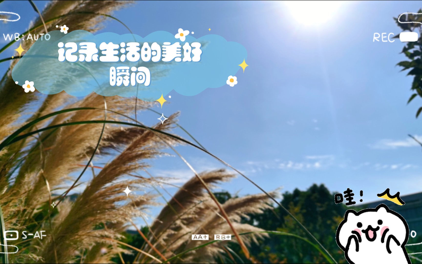 记录生活的美好瞬间哔哩哔哩bilibili