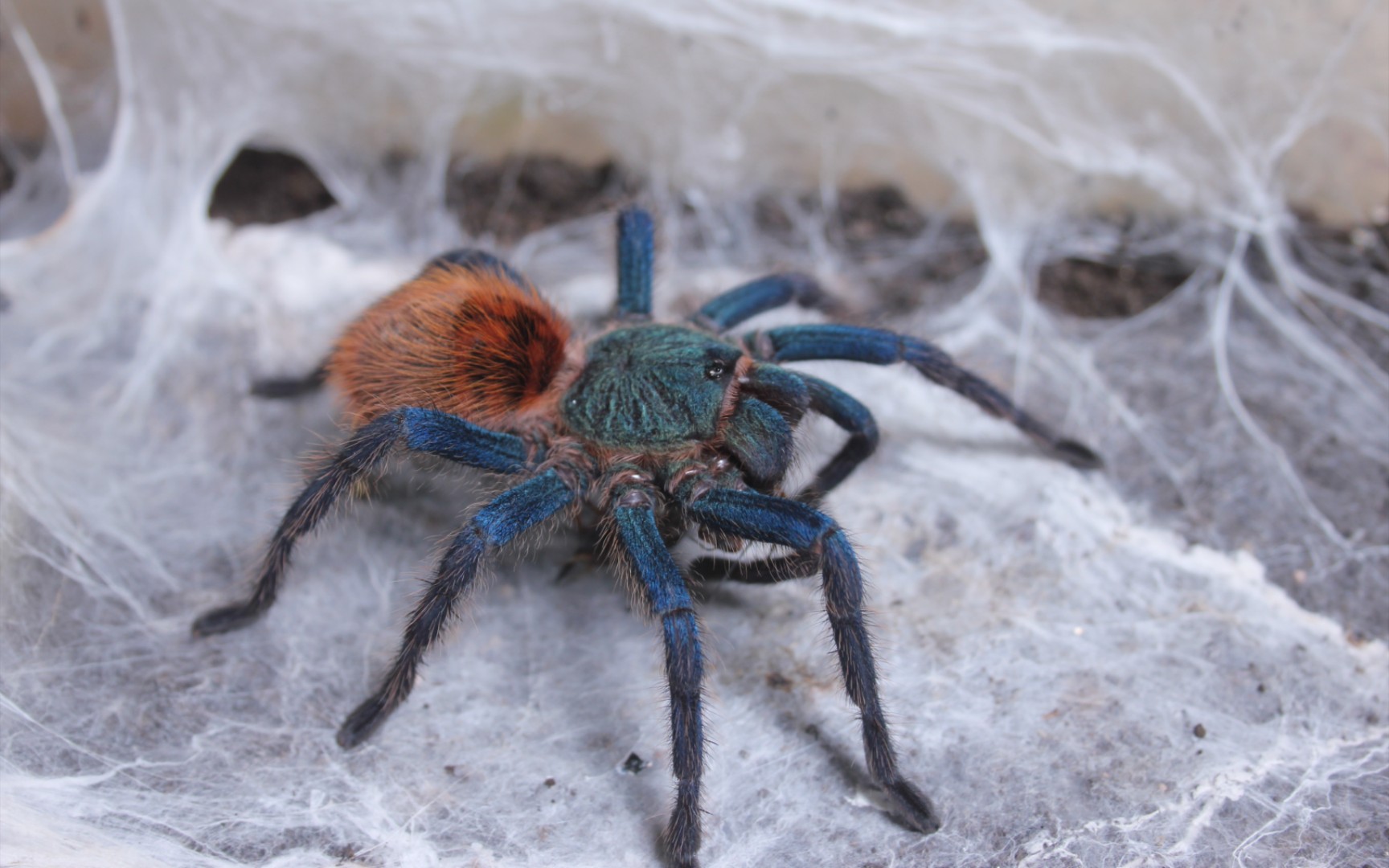 【委内瑞拉红绿橙】来(祖)自(籍)新大陆的那一抹艳丽