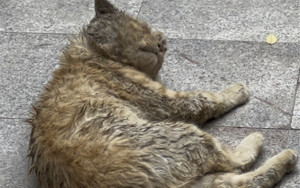 偶遇一只健壮的小脏猫