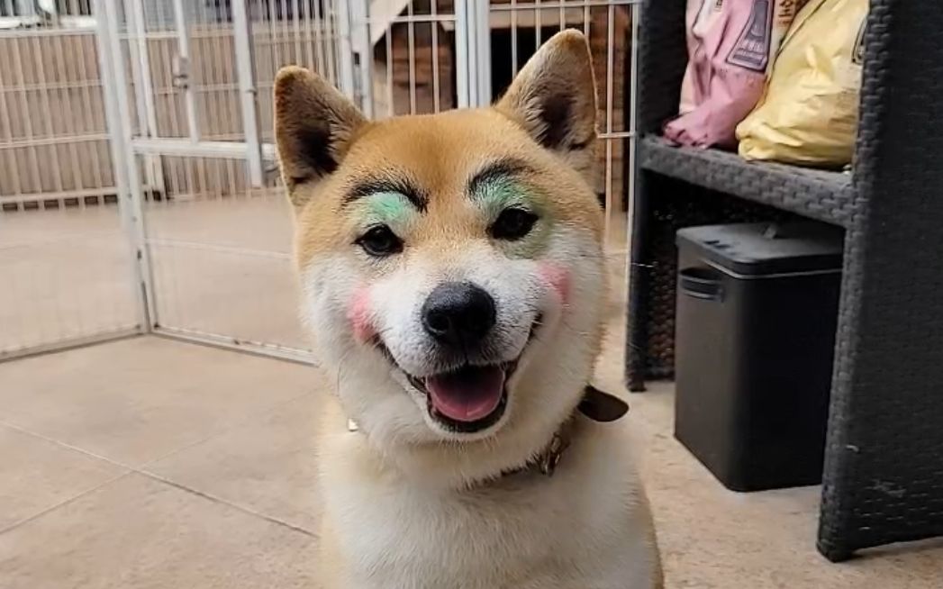 颜色帅比在石250给狗画个眉毛哈哈哈20210412