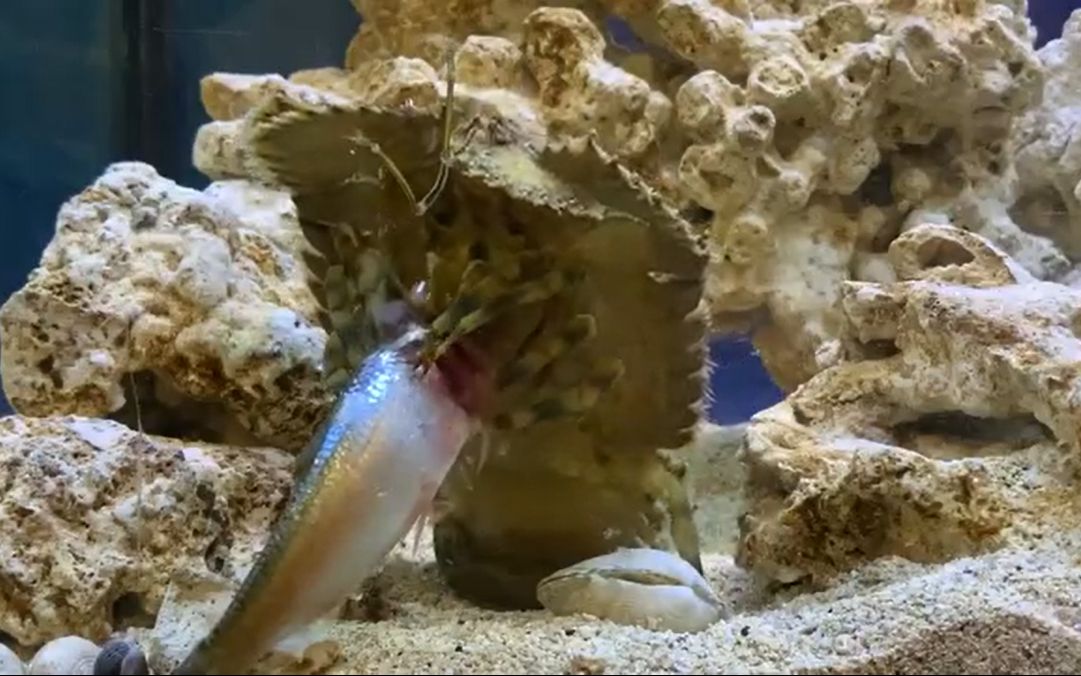 【油管】给南极岩礁扇虾parribacus antarcticus投喂沙丁鱼_哔哩哔哩