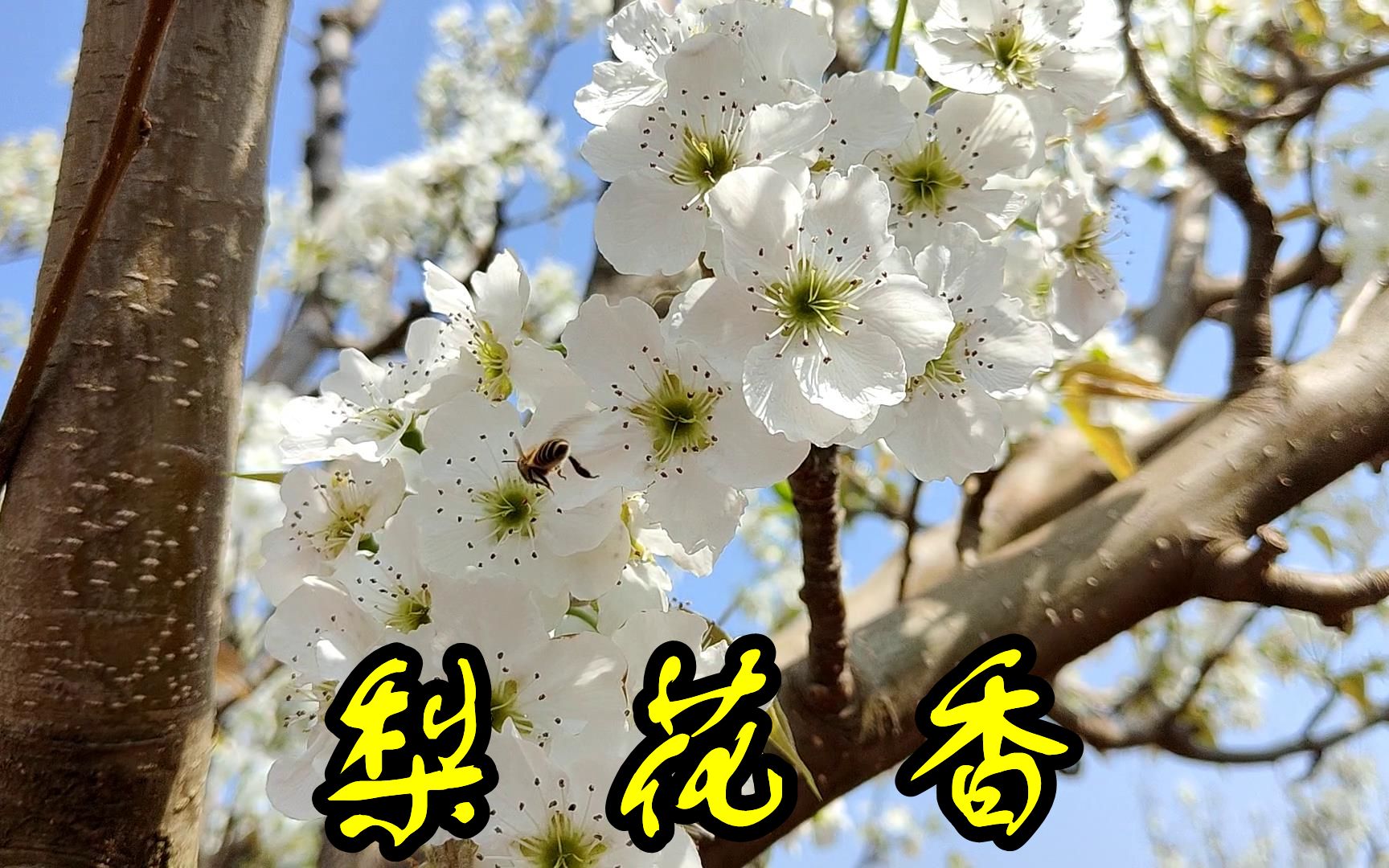 [图]春城无处不飞花——梨花